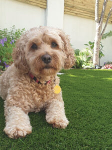image of dog on artificial grass back garden