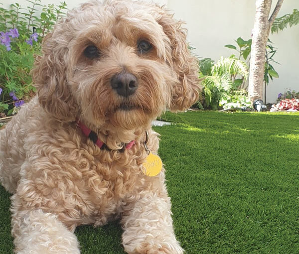image of dog on artificial grass back garden
